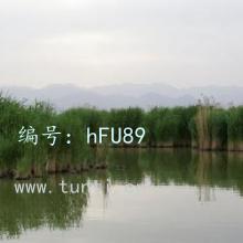 ̨