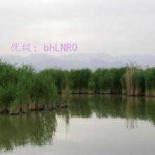 û