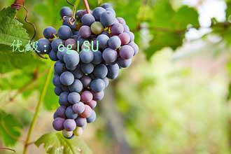 Ա