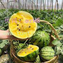 ֦Ҷï