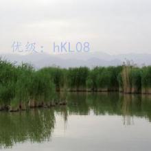 û