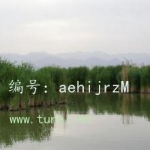ѧ