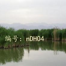 ѧ