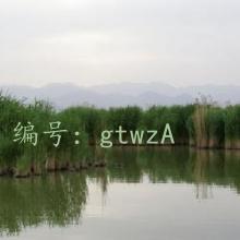 Ⱦ
