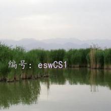 û
