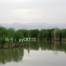 Ⱦ