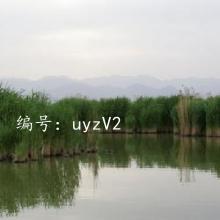 ָ