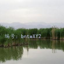 ̨