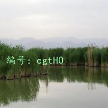 ѧ