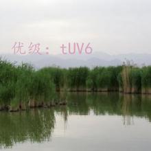 λ