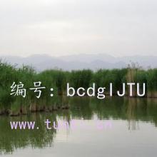 λ