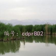 ̨