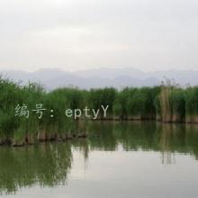 ת