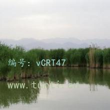ѧ